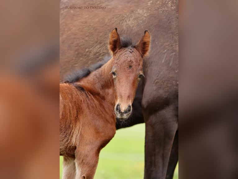 Lusitanos Mix Hengst 1 Jahr 155 cm Dunkelbrauner in Générac
