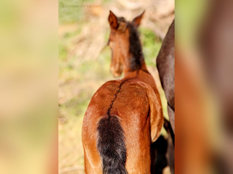 Lusitanos Mix Hengst 1 Jahr 155 cm Dunkelbrauner in Générac