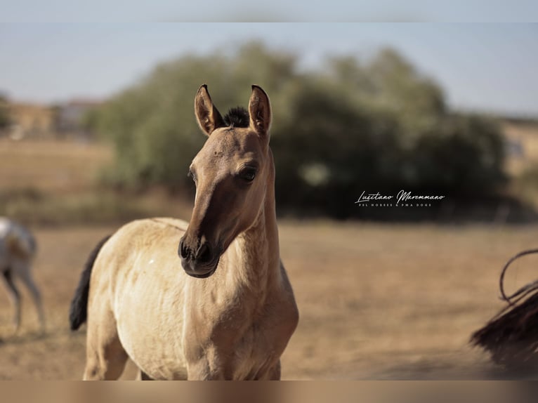 Lusitanos Hengst 1 Jahr 155 cm Falbe in Ribeira de São João