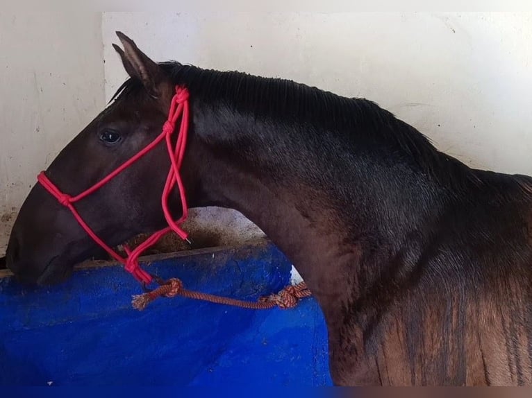 Lusitanos Hengst 1 Jahr 155 cm Rappe in Alcala Del Valle
