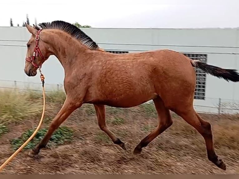 Lusitanos Hengst 1 Jahr 156 cm Falbe in Las Pi&#xF1;as