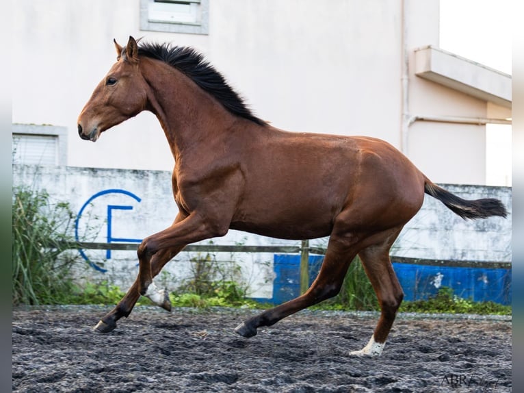 Lusitanos Hengst 1 Jahr 159 cm Brauner in Nogueira da Regedoura