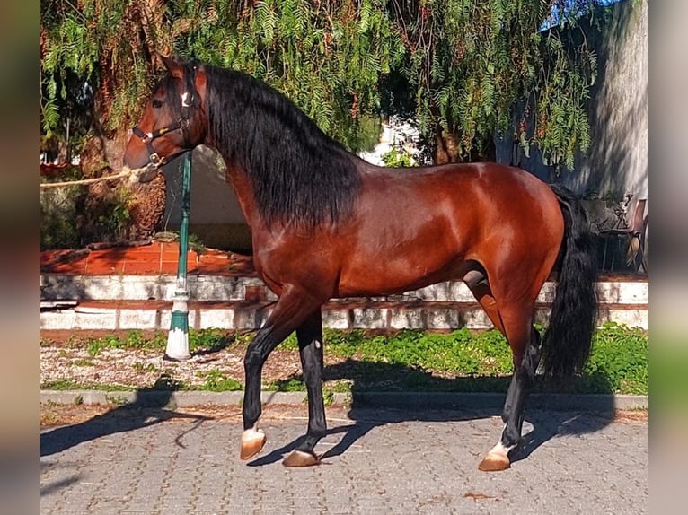 Lusitanos Hengst 1 Jahr 160 cm Brauner in Bredene
