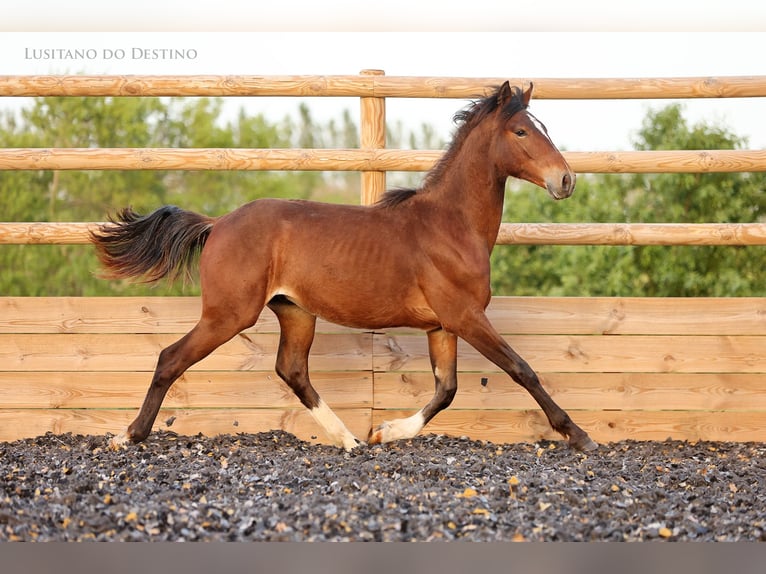 Lusitanos Mix Hengst 1 Jahr 160 cm Brauner in Générac