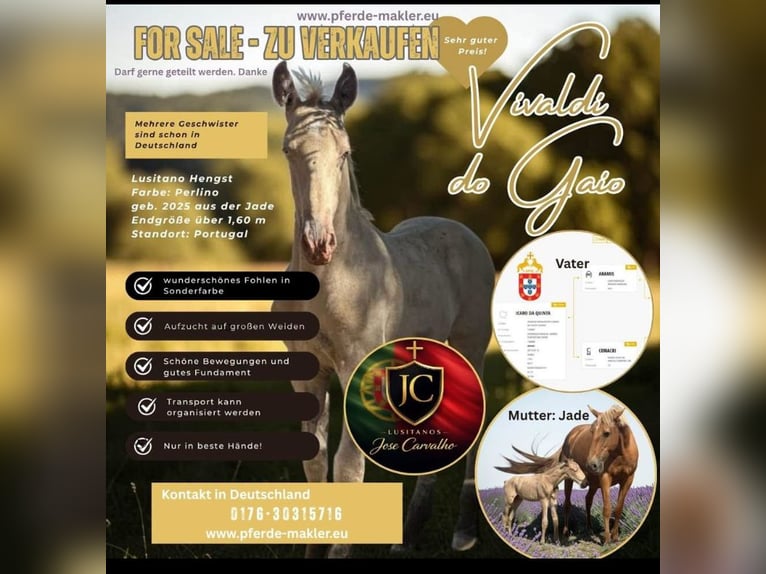 Lusitanos Hengst 1 Jahr 160 cm Cremello in Cartaxo