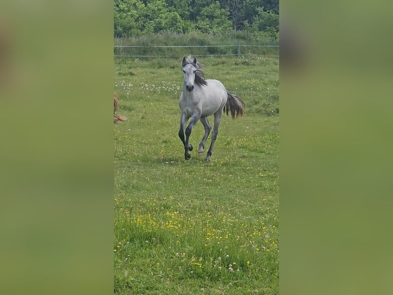 Lusitanos Hengst 1 Jahr 160 cm Schimmel in SERVANT