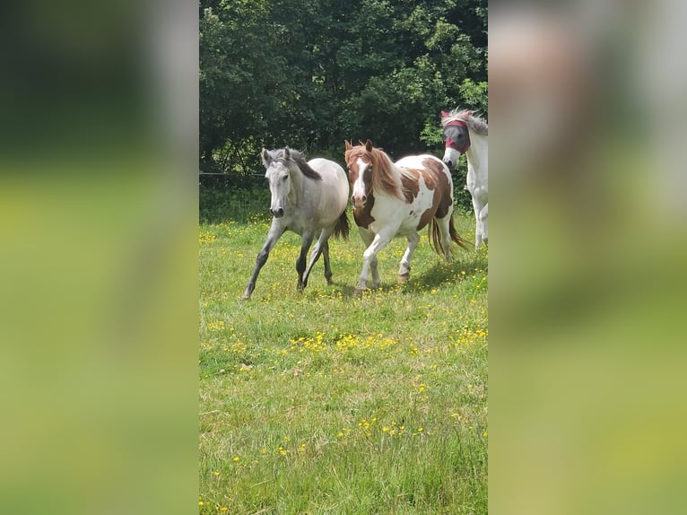 Lusitanos Hengst 1 Jahr 160 cm Schimmel in SERVANT