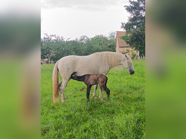 Lusitanos Hengst 1 Jahr 160 cm Schimmel in SERVANT