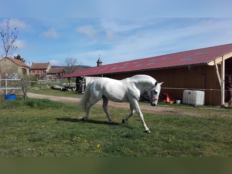 Lusitanos Hengst 1 Jahr 160 cm Schimmel in SERVANT