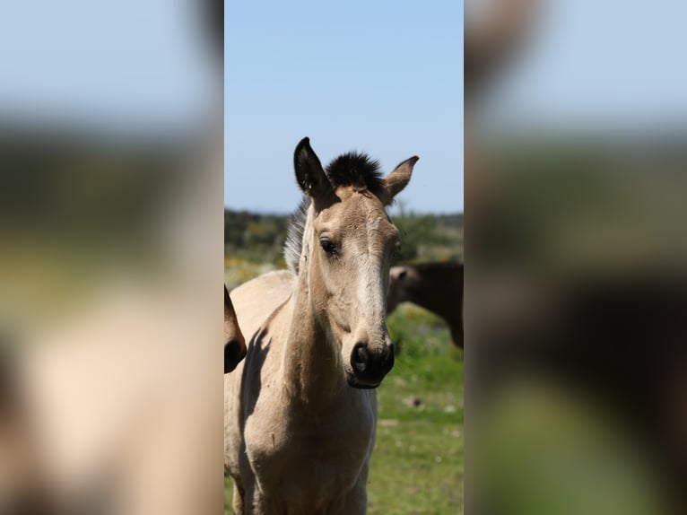 Lusitanos Hengst 1 Jahr 161 cm Falbe in Rio Maior