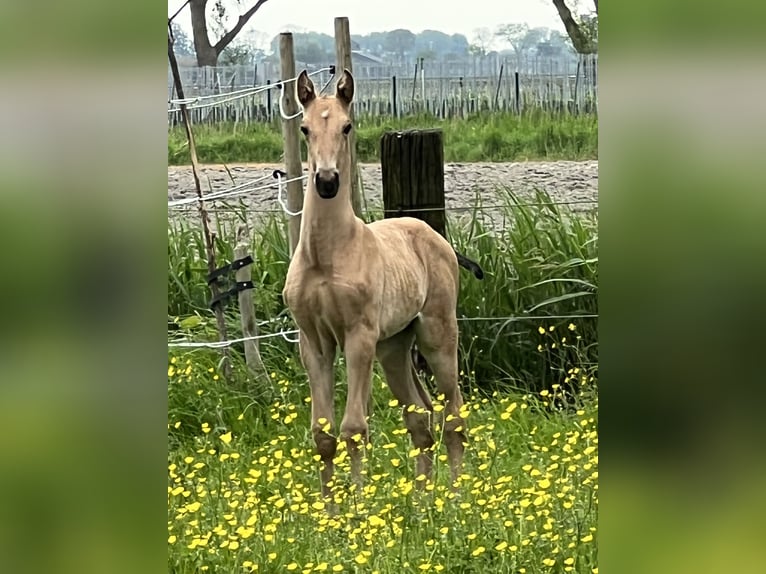 Lusitanos Hengst 1 Jahr 163 cm Buckskin in Bredene