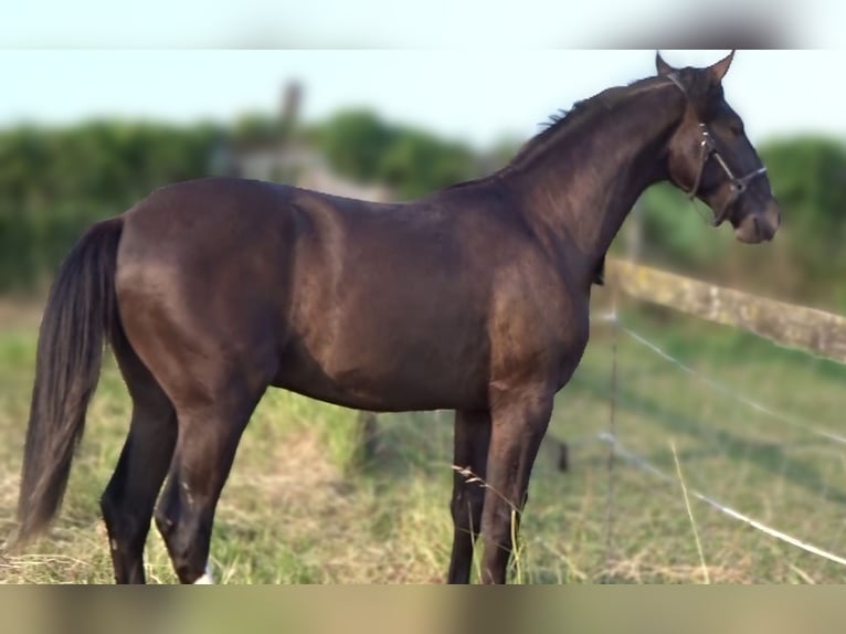 Lusitanos Hengst 1 Jahr 163 cm Rappe in Siegen