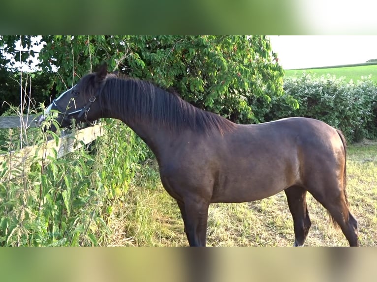 Lusitanos Hengst 1 Jahr 163 cm Rappe in Siegen