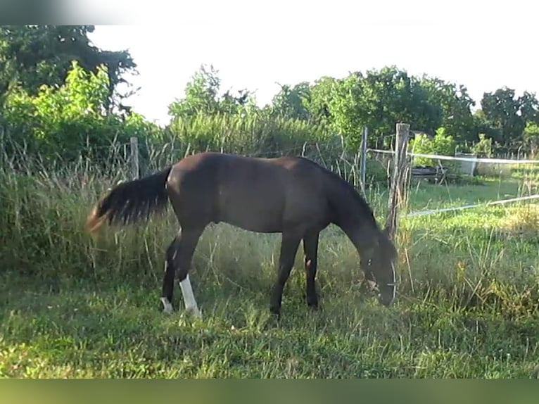 Lusitanos Hengst 1 Jahr 163 cm Rappe in Siegen