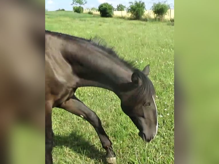 Lusitanos Hengst 1 Jahr 163 cm Rappe in Siegen
