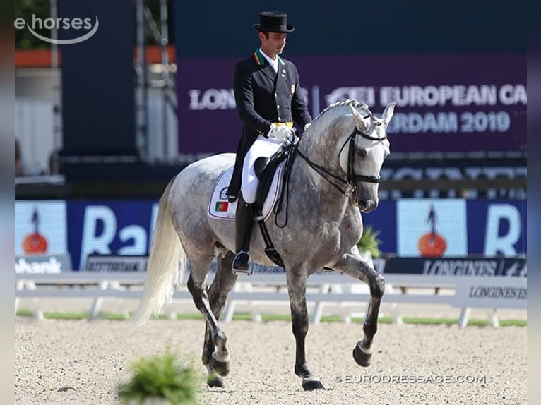 Lusitanos Hengst 1 Jahr 163 cm Schimmel in Stockton, NJ