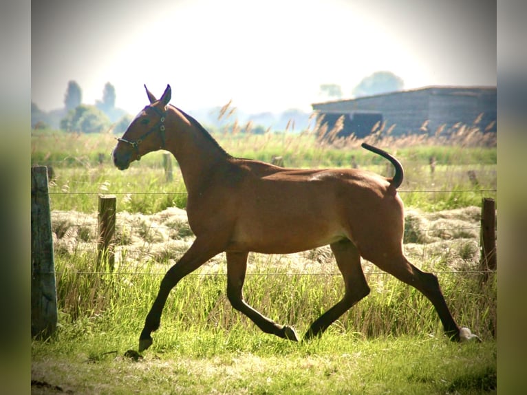 Lusitanos Hengst 1 Jahr 164 cm Brauner in Bredene