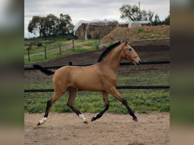 Lusitanos Hengst 1 Jahr 164 cm Buckskin in Caldas da Rainha