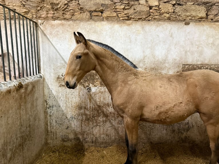 Lusitanos Hengst 1 Jahr 164 cm Buckskin in Trofa