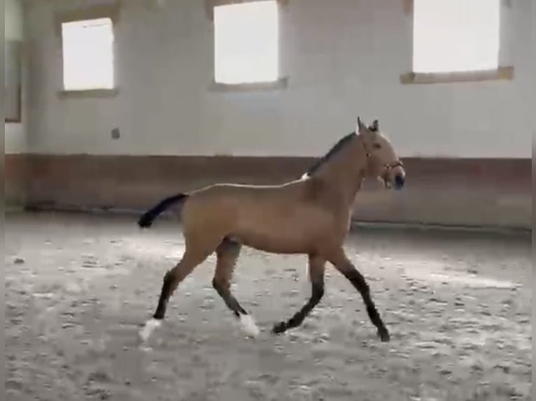Lusitanos Hengst 1 Jahr 164 cm Buckskin in Trofa
