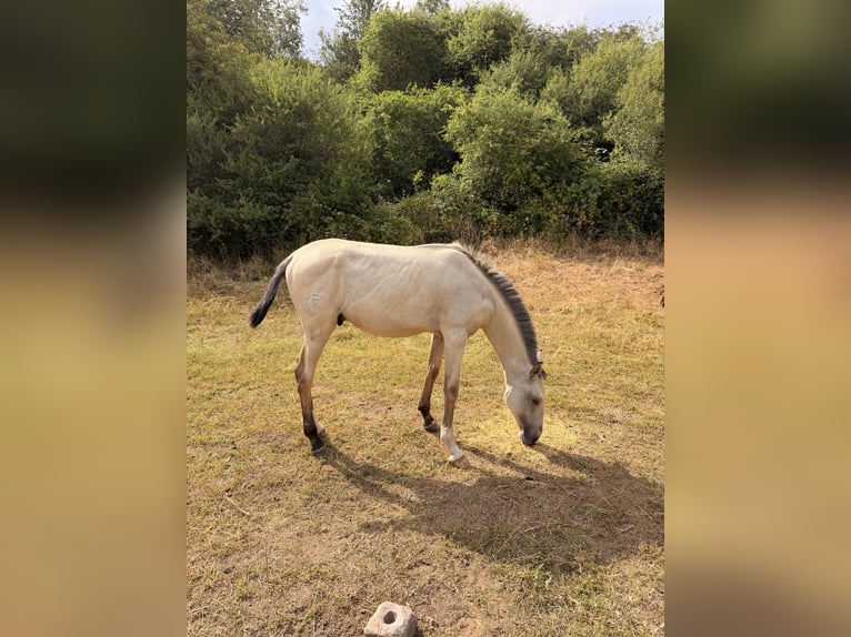 Lusitanos Hengst 1 Jahr 164 cm Buckskin in Herborn