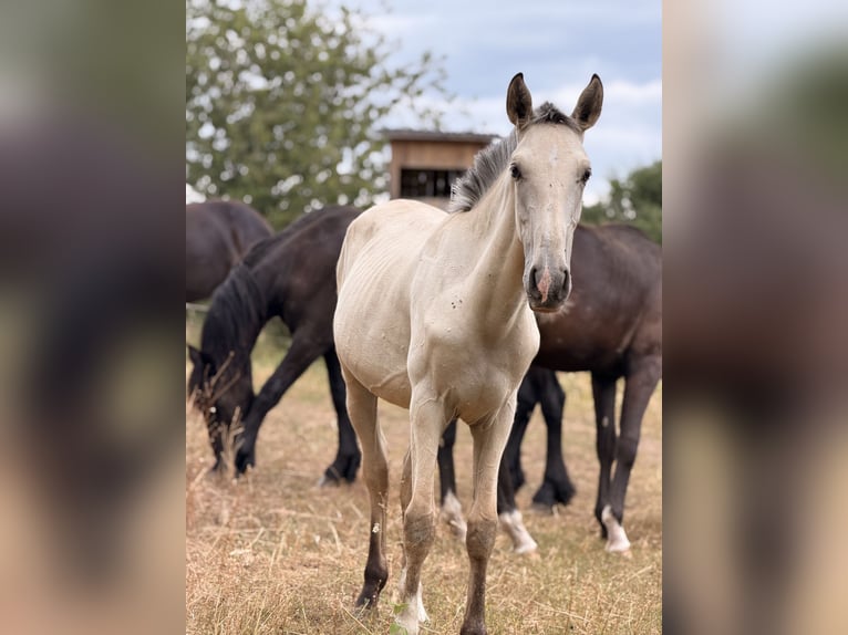 Lusitanos Hengst 1 Jahr 164 cm Buckskin in Herborn