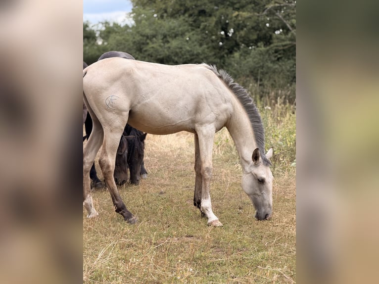 Lusitanos Hengst 1 Jahr 164 cm Buckskin in Herborn
