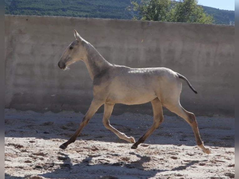 Lusitanos Hengst 1 Jahr 164 cm Buckskin in Torres Vedras