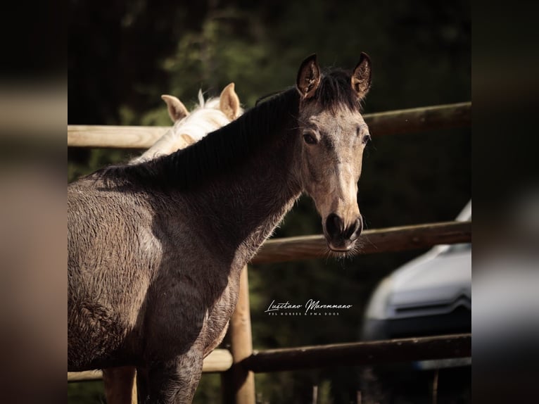 Lusitanos Hengst 1 Jahr 164 cm Buckskin in RIO MAIOR