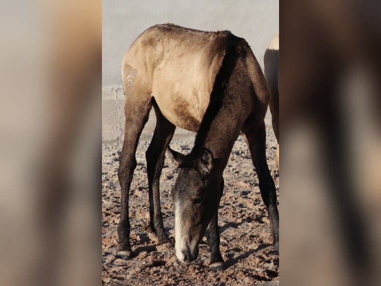 Lusitanos Hengst 1 Jahr 164 cm Buckskin in RIO MAIOR