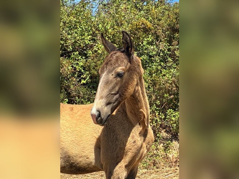 Lusitanos Hengst 1 Jahr 164 cm Buckskin in RIO MAIOR