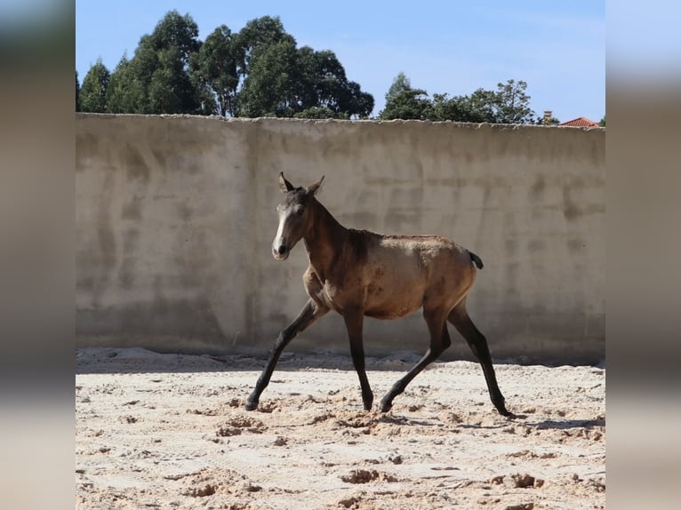 Lusitanos Hengst 1 Jahr 164 cm Buckskin in Torres Vedras