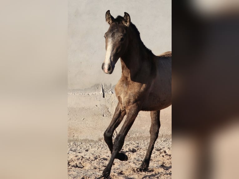 Lusitanos Hengst 1 Jahr 164 cm Kann Schimmel werden in Torres Vedras