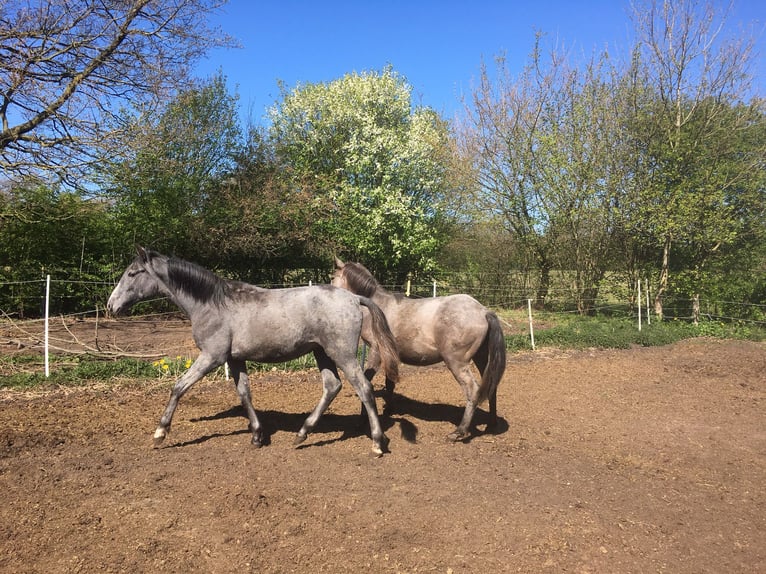 Lusitanos Hengst 1 Jahr 165 cm Apfelschimmel in Großvollstedt