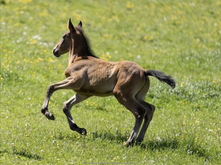 Lusitanos Hengst 1 Jahr 165 cm Falbe in Geislingen