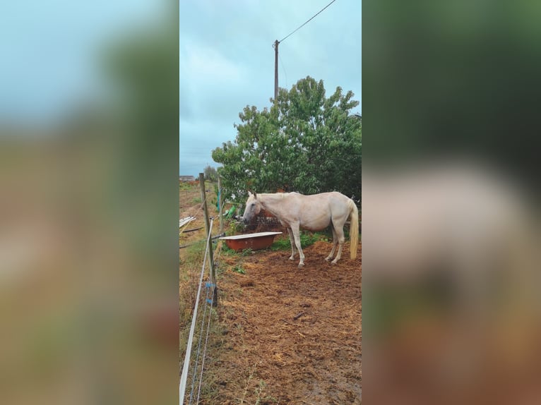 Lusitanos Hengst 1 Jahr 166 cm Champagne in Tojal