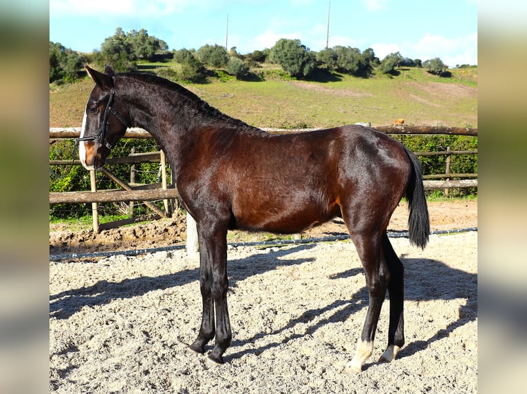 Lusitanos Hengst 1 Jahr 167 cm Dunkelbrauner in Ribamar