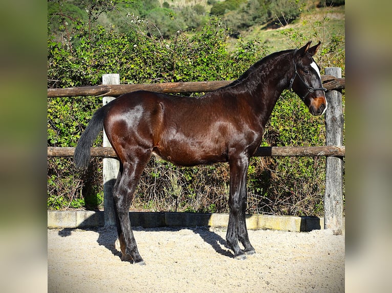 Lusitanos Hengst 1 Jahr 167 cm Dunkelbrauner in Ribamar
