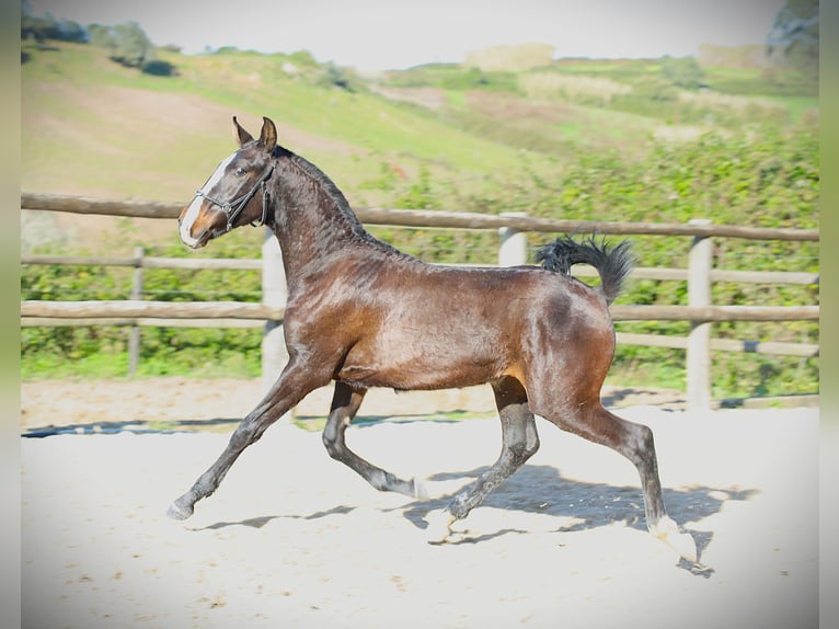 Lusitanos Hengst 1 Jahr 167 cm Dunkelbrauner in Ribamar