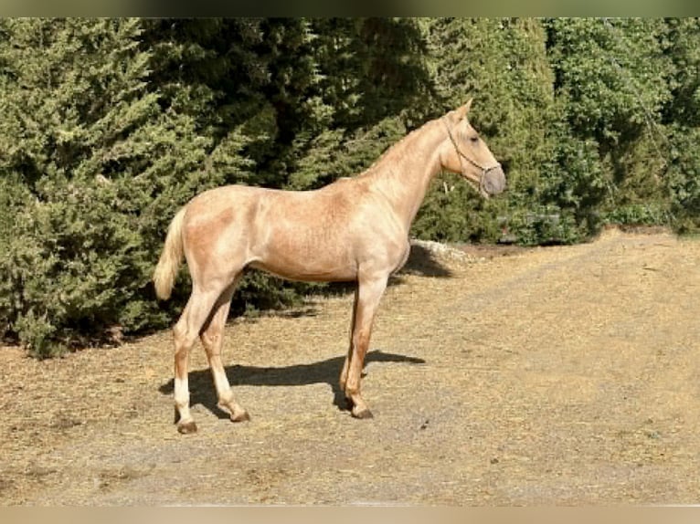 Lusitanos Hengst 1 Jahr 167 cm Palomino in Galaroza (Huelva)