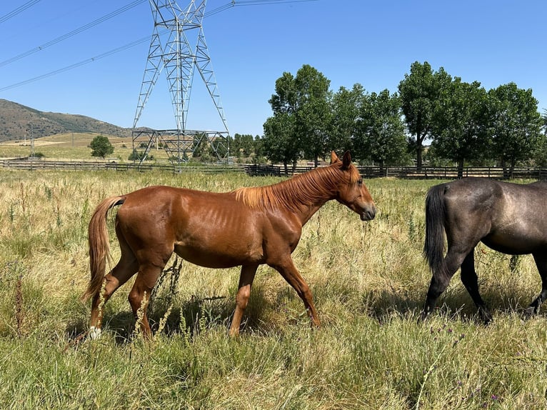 Lusitanos Hengst 1 Jahr 168 cm Fuchs in Espinar, De El (Estacion)