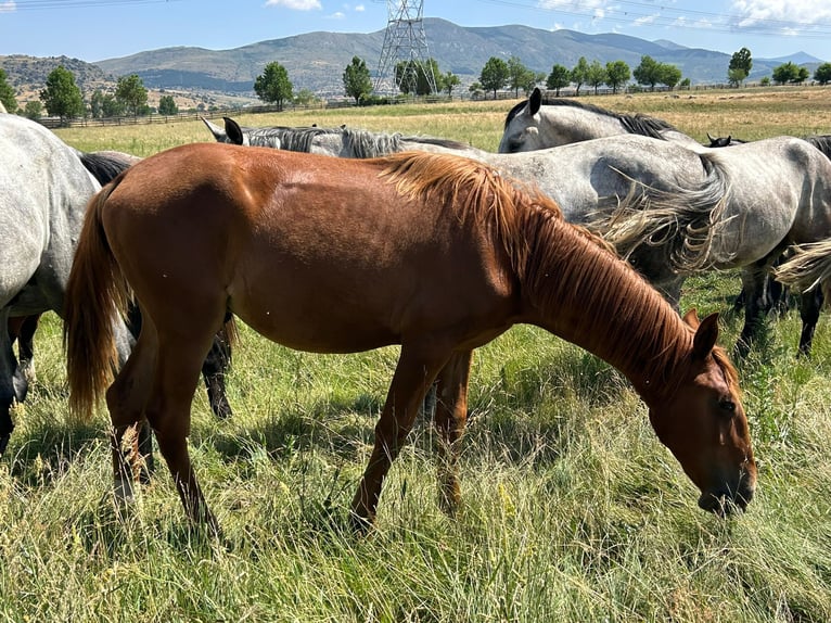 Lusitanos Hengst 1 Jahr 168 cm Fuchs in Espinar, De El (Estacion)
