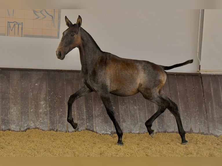 Lusitanos Hengst 1 Jahr 168 cm Schimmel in Beja