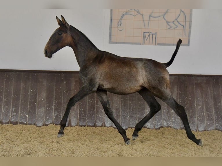 Lusitanos Hengst 1 Jahr 168 cm Schimmel in Beja