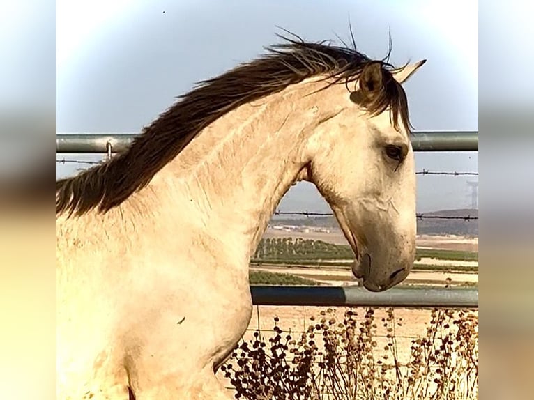 Lusitanos Hengst 1 Jahr 170 cm Falbe in Bienvenida