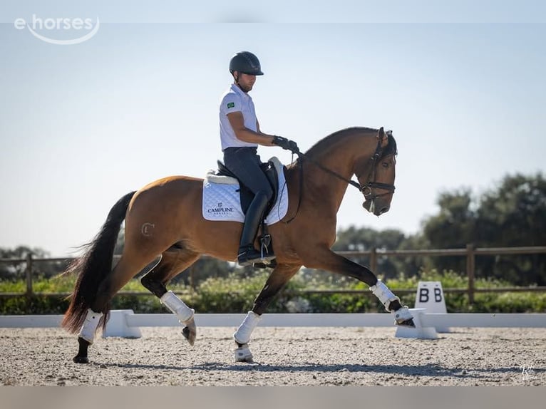 Lusitanos Hengst 1 Jahr 173 cm Rotbrauner in Stockton, NJ