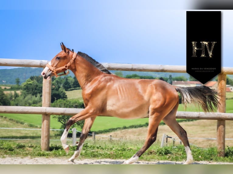 Lusitanos Hengst 1 Jahr Brauner in Marly-sous-Issy