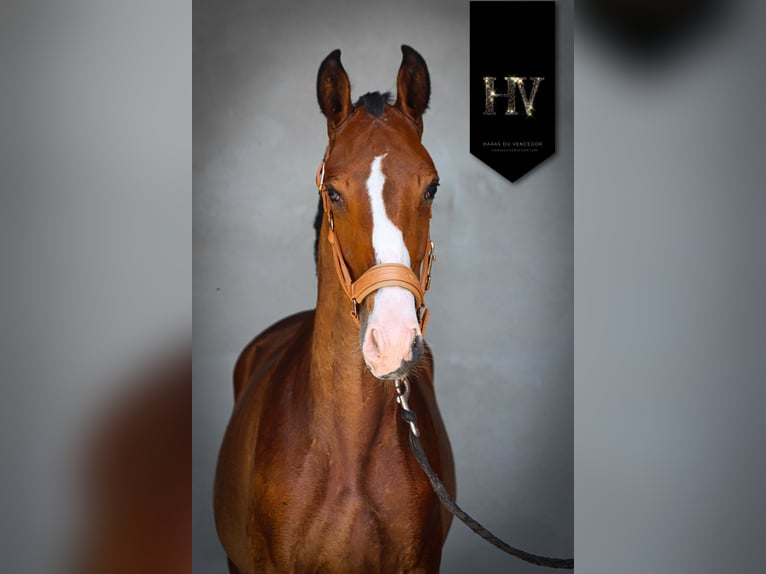 Lusitanos Hengst 1 Jahr Brauner in Marly-sous-Issy