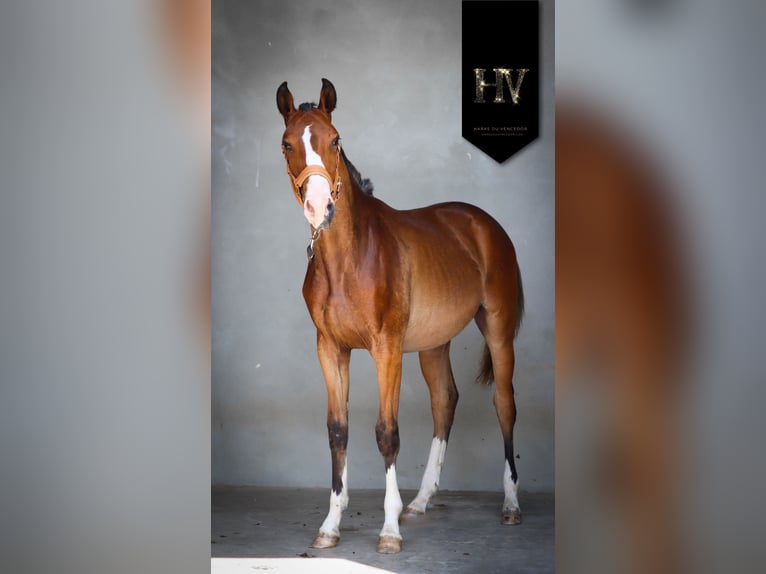 Lusitanos Hengst 1 Jahr Brauner in Marly-sous-Issy