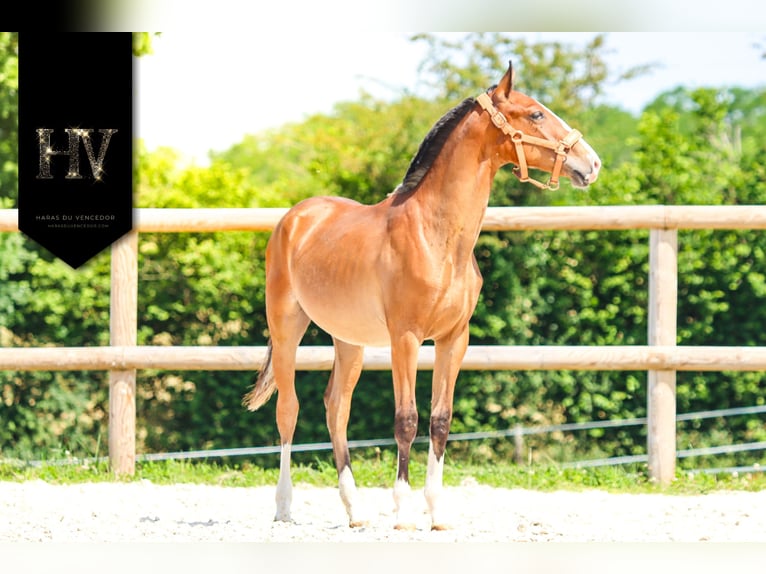 Lusitanos Hengst 1 Jahr Brauner in Marly-sous-Issy